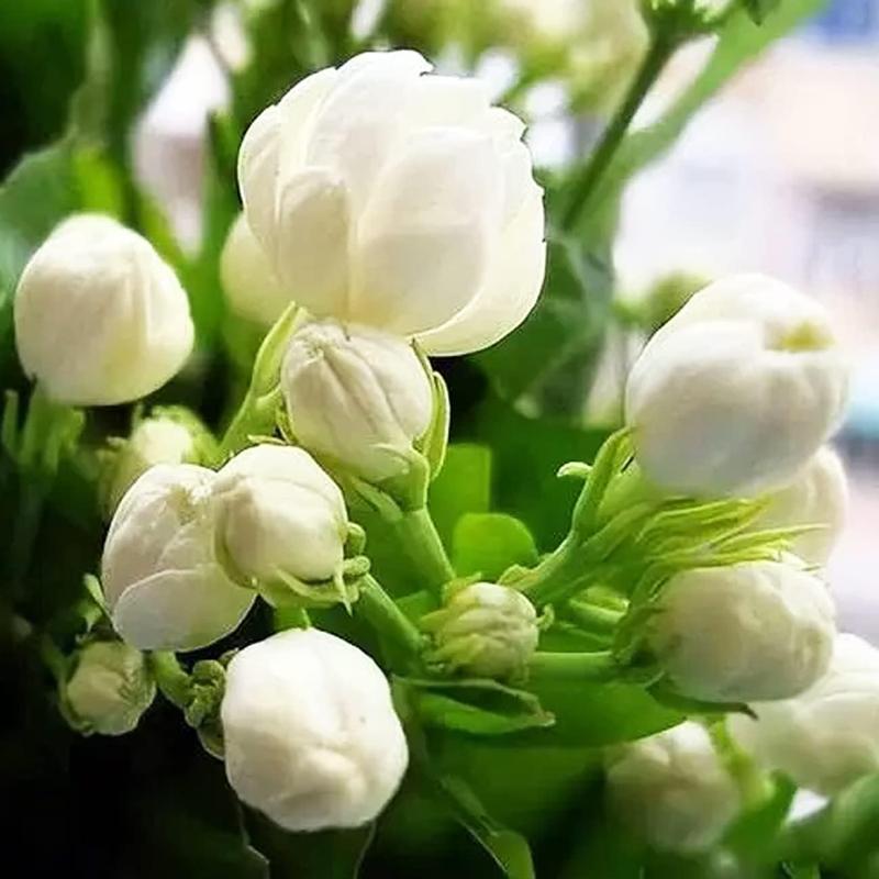 100 Non-GMO Fragrant Climbing Jasmine Seeds – Wish Trader