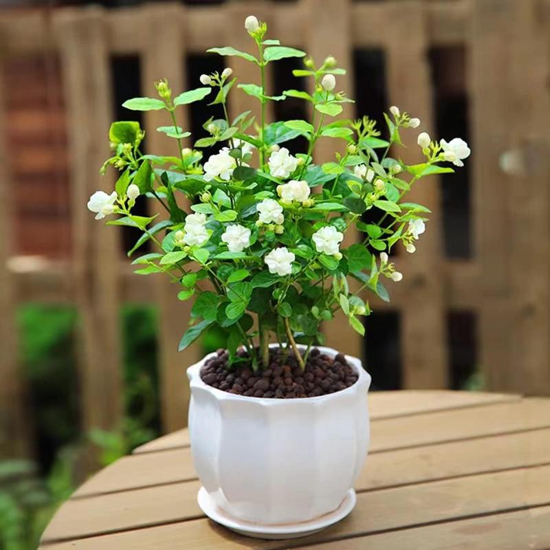 100 Non-GMO Fragrant Climbing Jasmine Seeds – Wish Trader