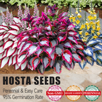 🍃Rare Hosta Seeds🌿