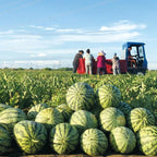 🍉Last Day Sale - 60% OFF 🌱 Lazy Man's Watermelon Seeds /non-genetically modified